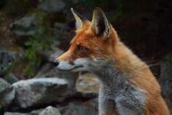 The wise fox at Fox Foo